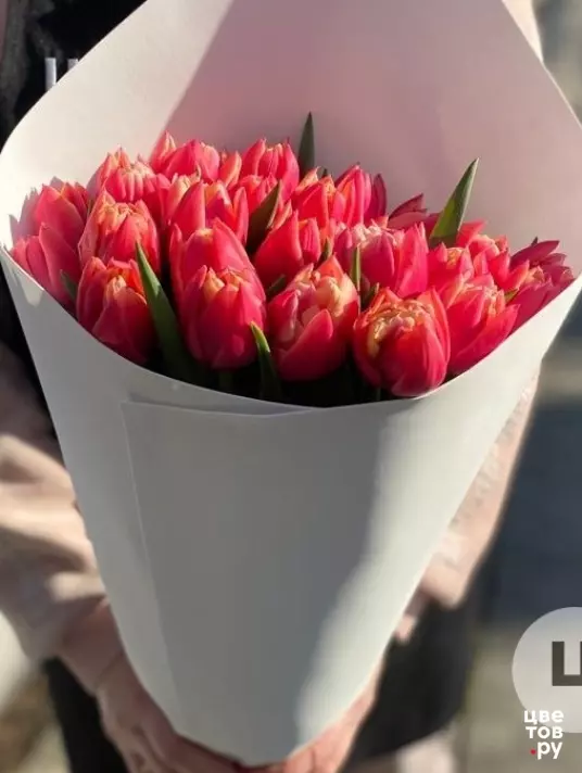 25 пионовидных тюльпана розового цвета
