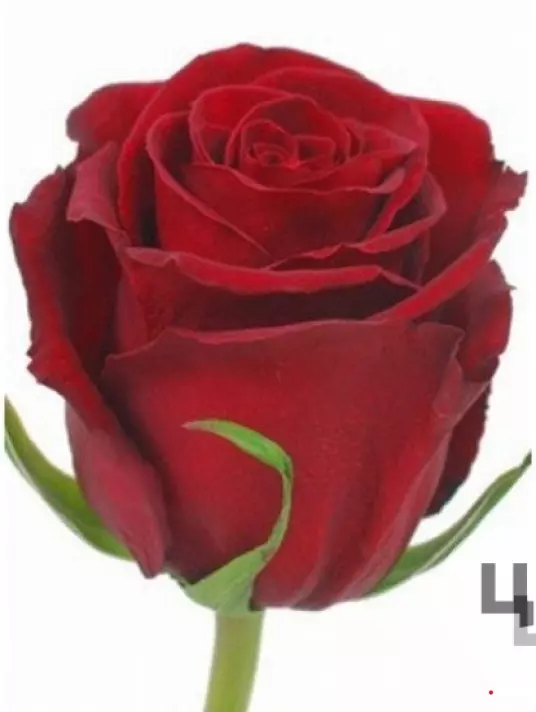 Роза премиум красная (60)