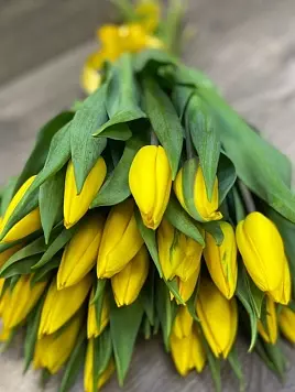 19 желтых тюльпанов 