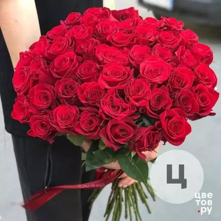 51 красная роза Премиум 60 сантиметров